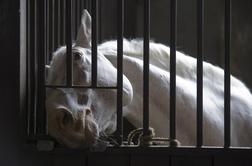 Zaposleno v Lipici prijavili zaradi mučenja konja