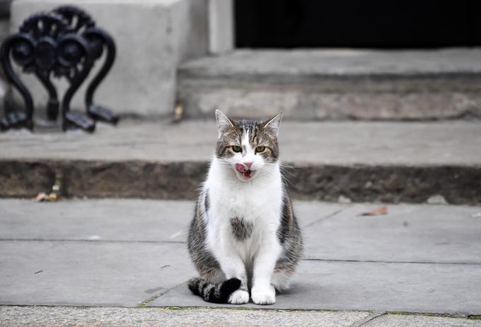 larry the cat | Foto: Reuters