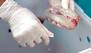 Riba fugu, strupena japonska specialiteta, je postala še nevarnejša