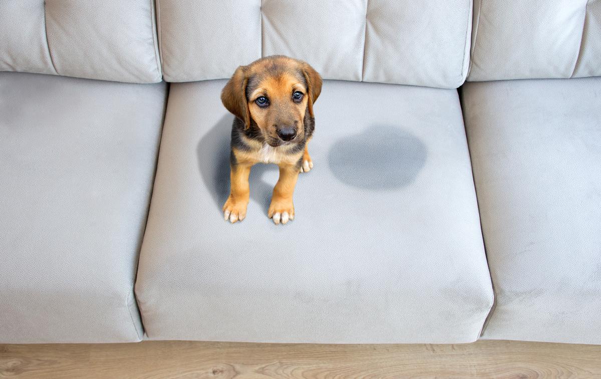 kavč, sedežna garnitura, madež na kavču, pes, kuža | Foto Getty Images