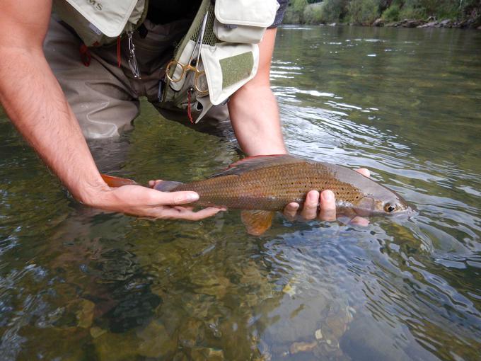 Marmornata postrv kot največja rečna postrv živi v takem številu le pri nas. Tudi soški lipan je verjetno ena največjih vrst lipana na svetu. Postrv in lipan pa sta tudi verjetno najbolj zanimivi muharski vrsti rib. (foto: Miha Lenič) | Foto: 