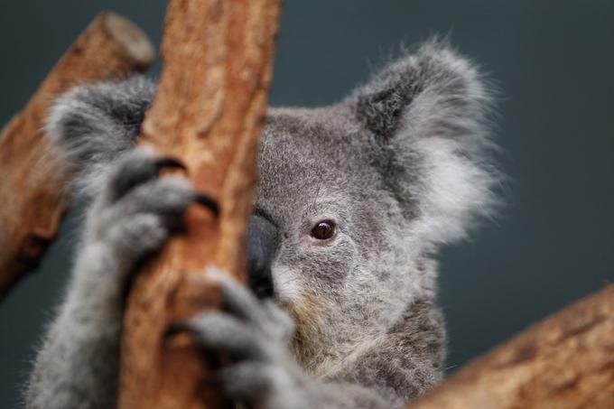 Če bi koalo posadili na ravna tla in zraven postavili skledo z evkaliptusovimi listi, jih najverjetneje ne bi pojedla, saj jih preprosto ni vajena jesti tako. | Foto: 