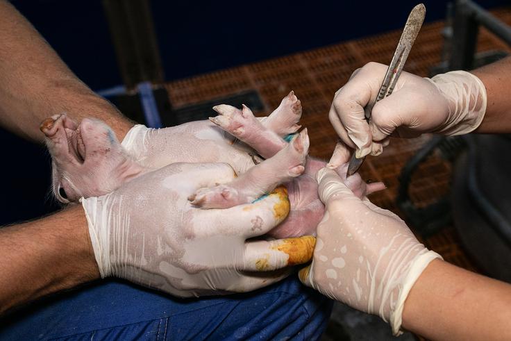 Bolečo kastracijo pri nas doživi več kot sto tisoč pujskov letno oziroma dva tisoč pujskov vsak teden. | Foto: Foto: We Animals Media