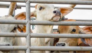 Razkrili, kako na Poljskem meso bolnih krav prodajajo kot zdravo