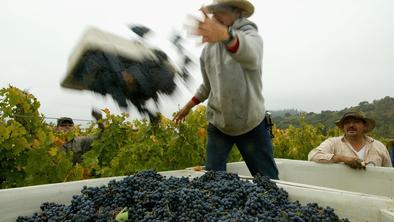 Lokalna vina proti cabernet sauvignonu