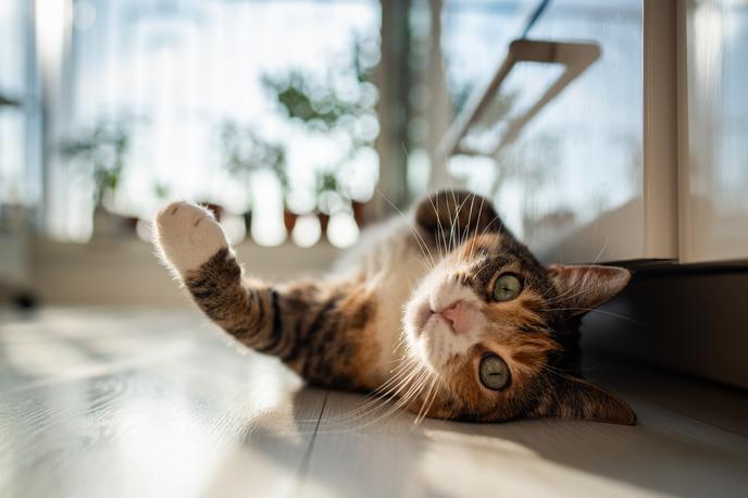 mačke, mačka | Foto Shutterstock