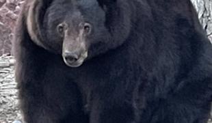 227-kilogramski medved vdira v domove #video