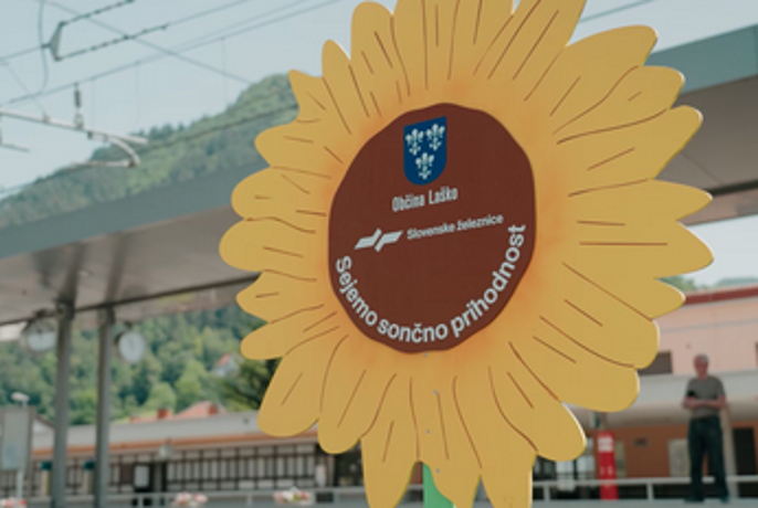 Sončnice ob progah tudi v Bohinju, Celju in Laškem