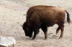 Šokanten napad v Yellowstonu: ogromen bizon napadel turista #video
