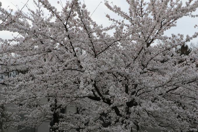 češnje | Foto: Jože Bavcon