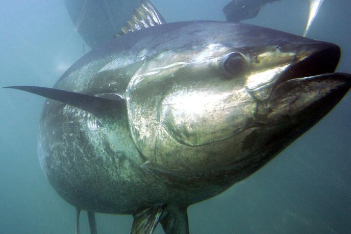 Tuna | Foto Guliverimage