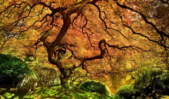 drevo | Foto: Lewis Carlyle