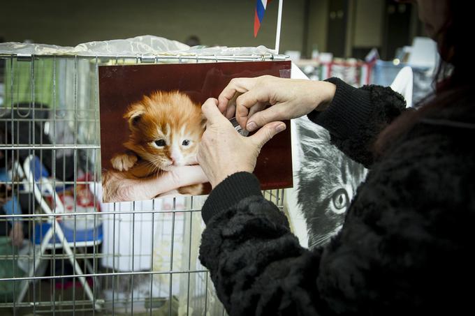 mačka razstava Gospodarsko razstavišče | Foto: Ana Kovač