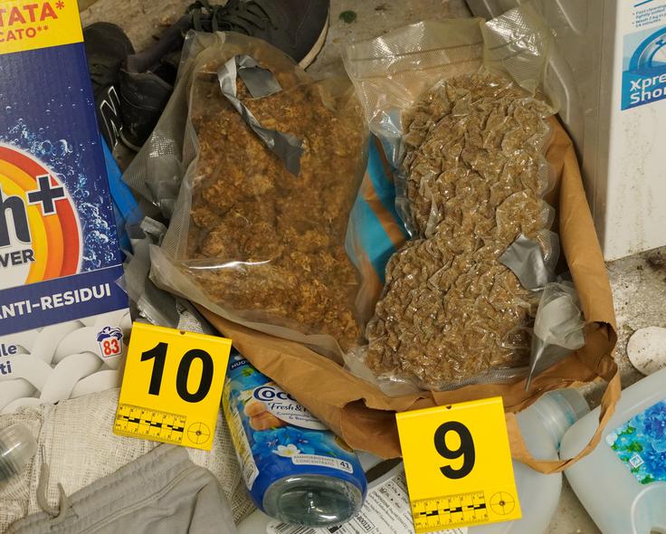 konoplja | Foto: PU Ljubljana