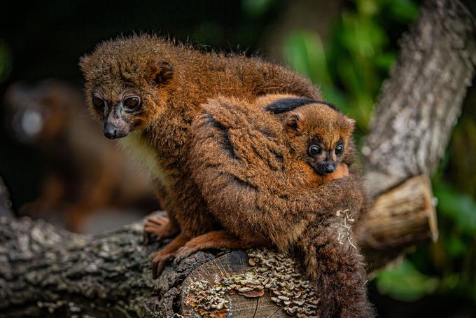lemur | Foto: cover images
