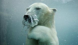 Kako daleč lahko plavajo severni medvedi?