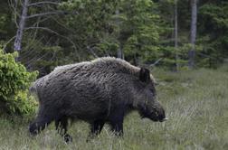 V Podutiku posneli čredo divjih svinj #video