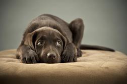 Prazniki so lahko za pse prava travma, če za njih ne poskrbimo ustrezno 