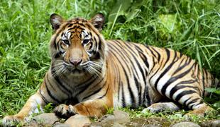 Ogrožena sumatrska tigra prebolela covid-19 #video