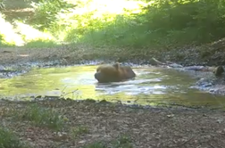 Kamera v divjini ujela medveda. Kaj počne? #video