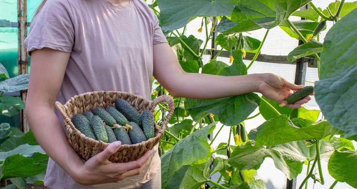 kumare | Foto: Shutterstock
