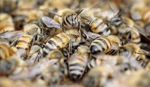 Čebele zmotile potnike na letališču v Manili