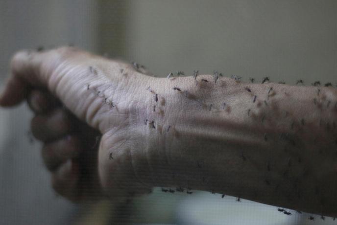 Virus zika se širi po Evropi. Smo ogroženi tudi Slovenci?