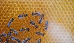 Slovenija bližje uresničitvi predloga za svetovni dan čebel