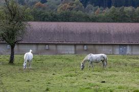 Pedagoško raziskovalni center za konjerejo Krumperk