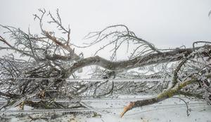 Notranjska vklenjena v ledene okove (foto)