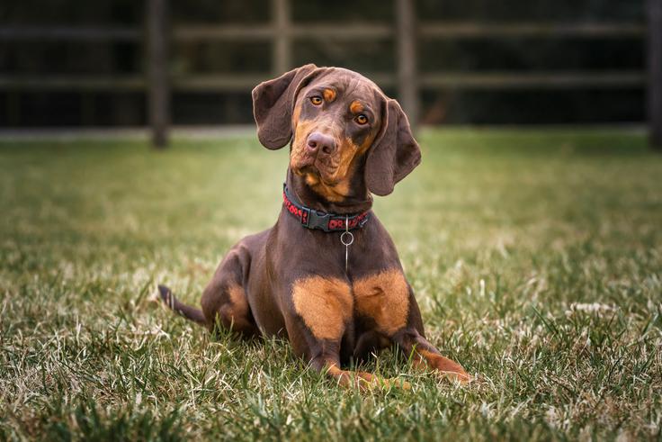 pes | Foto: Shutterstock