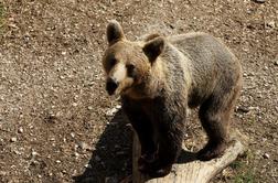Medvedi vse pogosteje napadajo živino na pašnikih