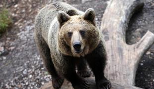 Kako Putin na podivjanem medvedu drvi proti breznu