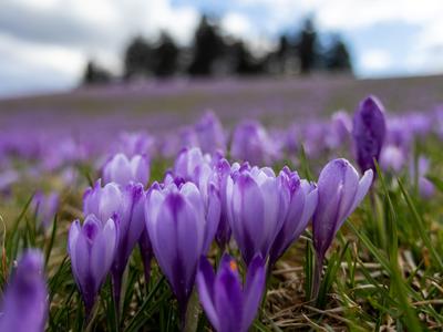 Na Veliki planini jih še lep čas ne bo, na Mrzlem vrhu so žafrani že privabljali množice