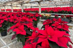 Kako božično zvezdo ohraniti lepo in zdravo?