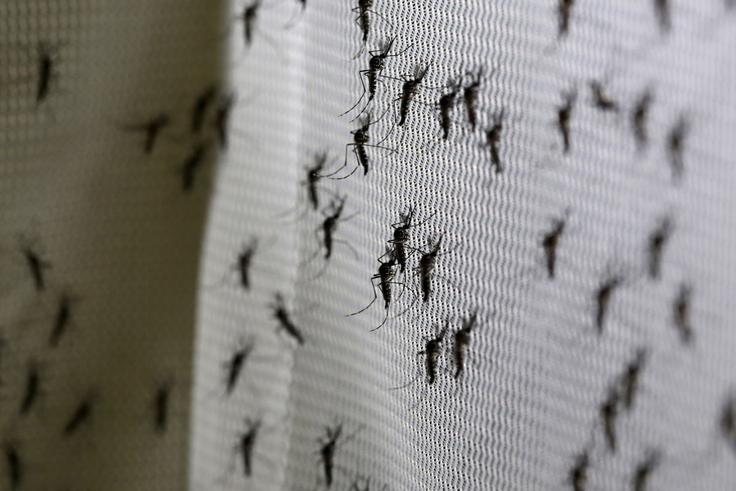 Virus zika se širi s komarji. | Foto: Reuters