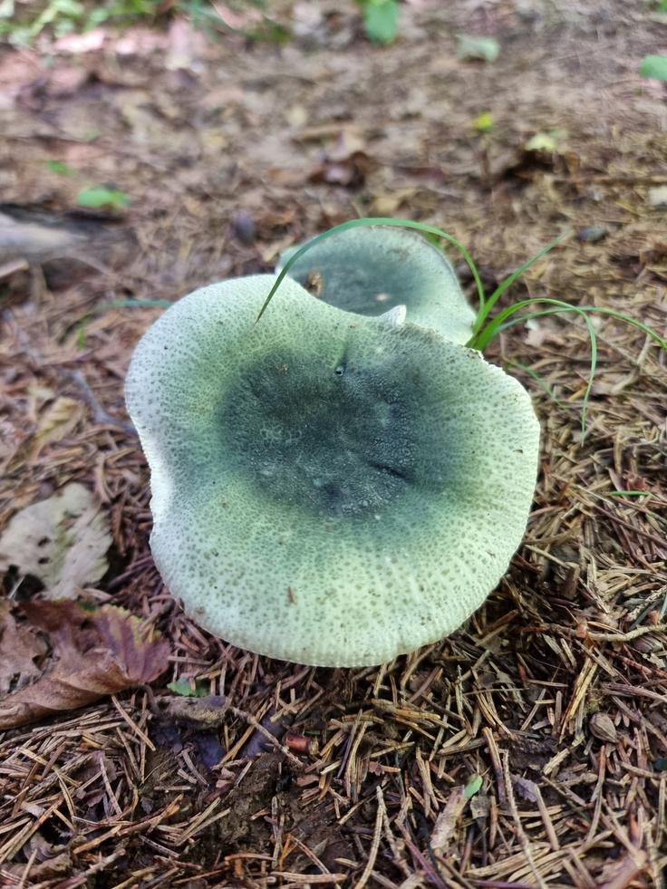 Ne brcajte gob, ki jih ne poznate, je dejal Podboj​​​​​​​. Morda jih bo kdo za vami z veseljem pobral, ker ceni njihov okus. Na fotografiji je Zelenkasta golobica – manj znana, vendar odlična goba. | Foto: Jože Podboj, osebni arhiv