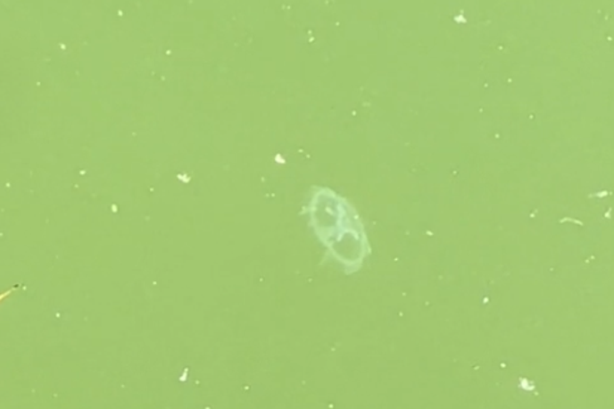 Meduza v Zagrebu | Sladkovodna meduza na Hrvaškem živi v jezeru Čingi-Lingi ob reki Dravi in ​​v reki Krki.  | Foto Posnetek  zaslona