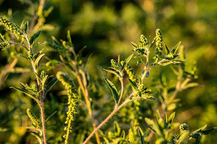 Ambrozija cveti od konca julija do konca septembra in se iz leta v leto širi po vse več območjih. Gre za trdovraten plevel, ki velja za enega najmočnejših naravnih alergenov. | Foto: Shutterstock