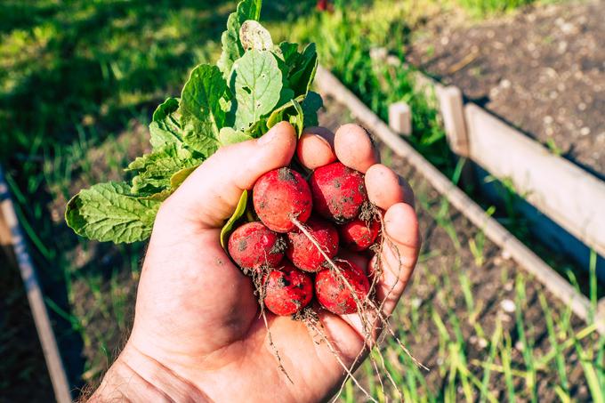 Redkvico lahko posadite med solato. | Foto: Shutterstock