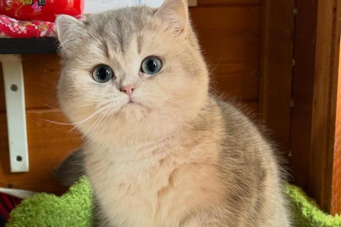 Moon River | Foto Red Carpet Cattery