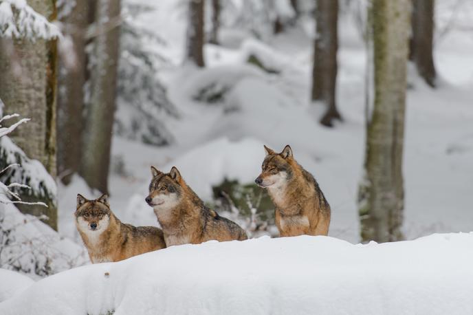 volkovi, volk, divja žival, zima, trop | Fotografija volkov je simbolična. | Foto Shutterstock