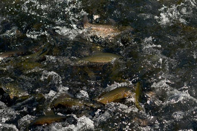 ribogojnica | V Ribiški zvezi Slovenije tako državljane kot ribiče v trenutnih razmerah pozivajo,  naj svoje aktivnosti na celinskih vodnih telesih ustrezno omejijo.  | Foto STA