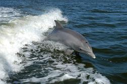 V delfinih v severnem Jadranu velike količine strupenih snovi