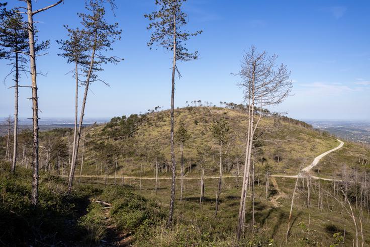 Požar je ta del Krasa leta 2022 precej spremenil. | Foto: Matej Podgoršek