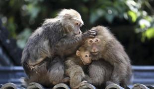 Novo zdravilo opice zaščitilo pred okužbo z virusom HIV