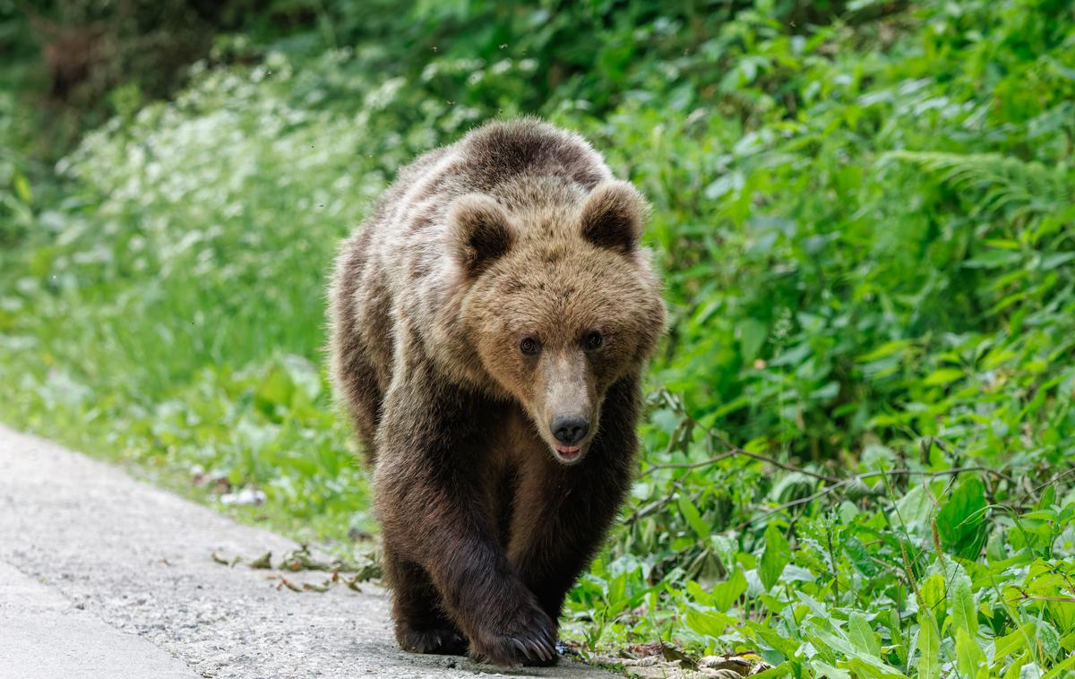 Medved | MedvedoFON je preprosto spletno orodje, namenjeno izključno prijavam rjavega medveda, volka in risa v okoliščinah človeške ogroženosti. | Foto Shutterstock