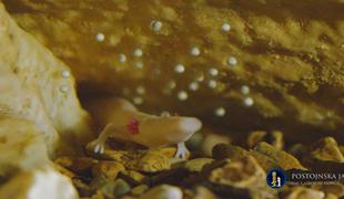 V Postojnski jami pravi bum jajčec človeške ribice (foto)