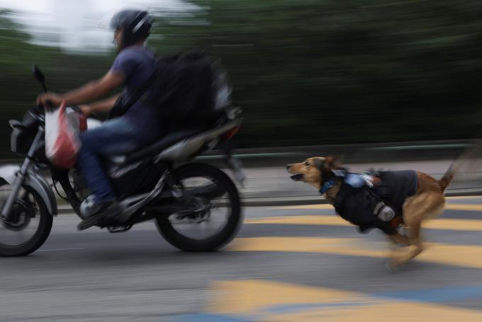 policijski pes, Brazilija | Foto: Reuters