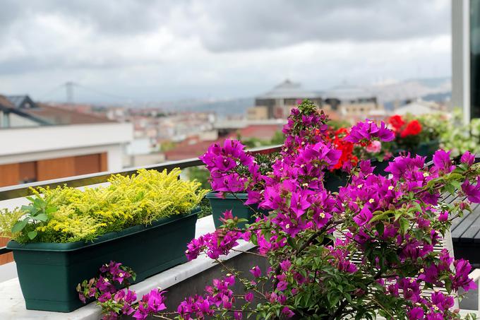 Balkon cvetlice | Foto: Getty Images